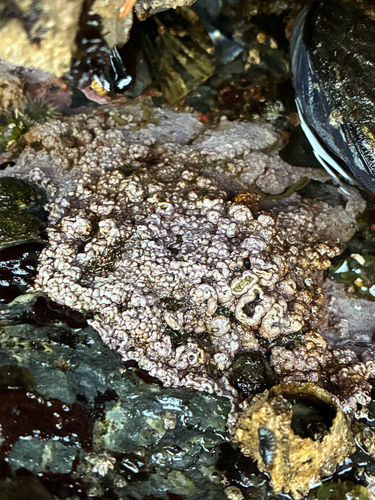 Pseudolithophyllum neofarlowii, 2026-10-24