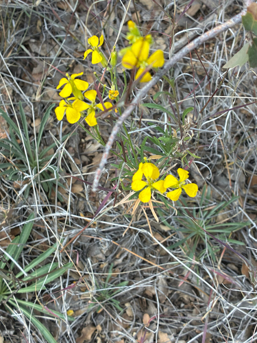 Erysimum capitatum, 2026-10-25