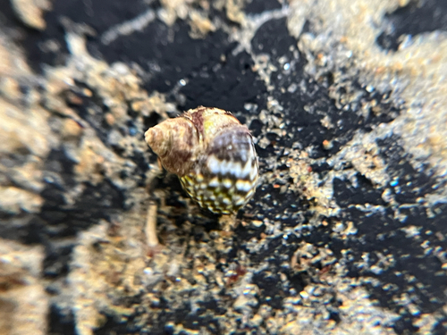Littorina scutulata observed 2026-10-25