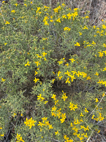 Gutierrezia sarothrae observed 2026-10-25