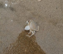 Liocarcinus holsatus
