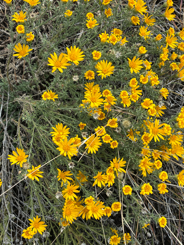 Cut-leaf Ironplant