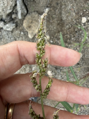 Echinochloa crus-galli observed 2026-10-25
