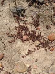Chorizanthe polygonoides longispina