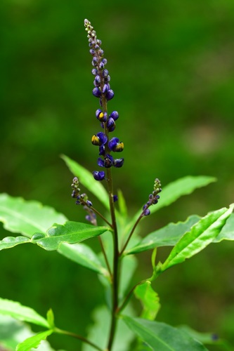 Monnina xalapensis