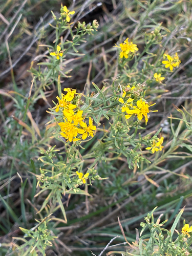 Gutierrezia sarothrae observed 2026-10-25