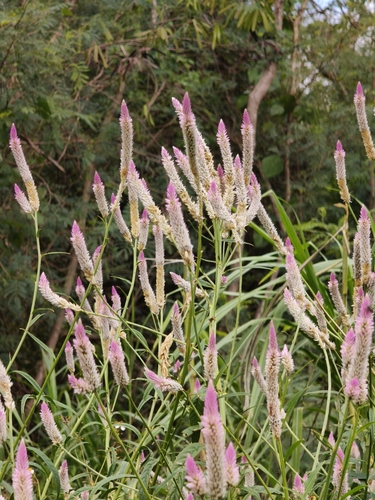 Celosia argentea observed 2026-10-26