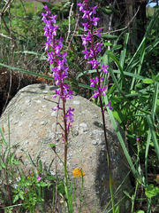 Orchis mascula laxifloriformis