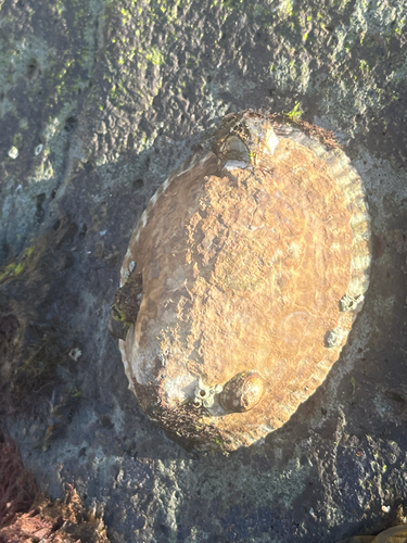 Lottia gigantea, 2026-10-25