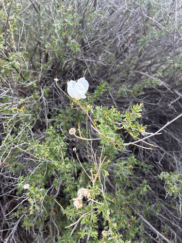 Apache plume