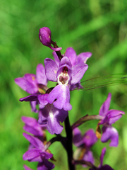 Orchis mascula laxifloriformis