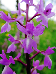 Orchis mascula laxifloriformis