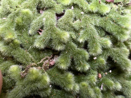 Trichocolea observed 2026-10-26