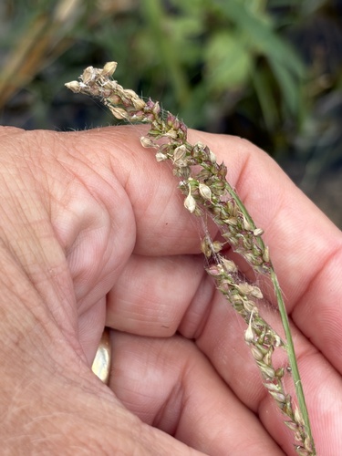 Echinochloa crus-galli observed 2026-10-25