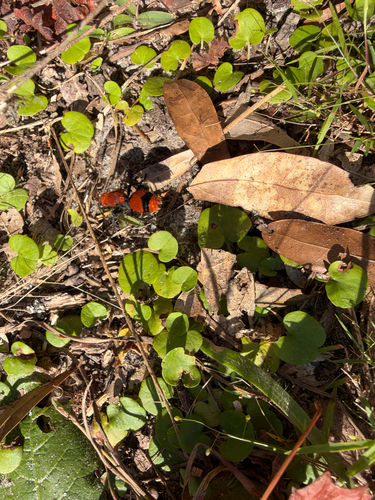 Common Eastern Velvet Ant
