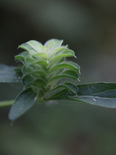 Tetramerium nervosum observed 2026-10-25