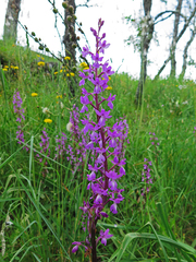 Orchis mascula laxifloriformis
