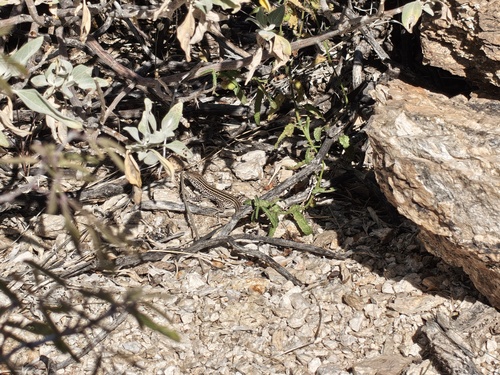 Western Whiptail