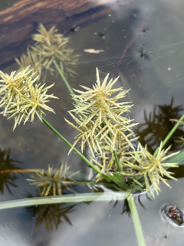 Cyperus odoratus observed 2026-10-25