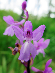 Orchis mascula laxifloriformis