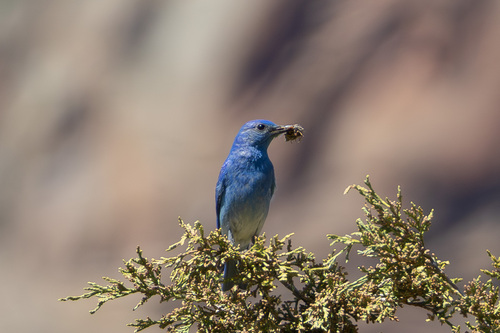 Mountain Bluebird