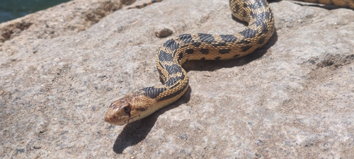 Great Basin Gopher Snake