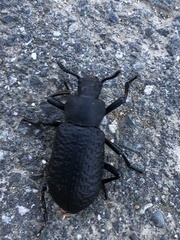 Iphthiminus serratus