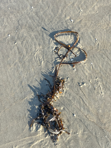 Egregia menziesii observed 2026-10-25
