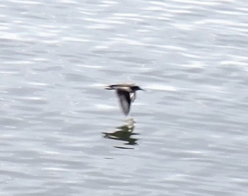 Spotted Sandpiper