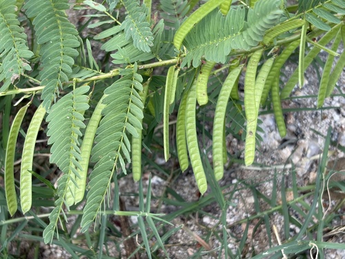 Chamaecrista nictitans observed 2026-10-25