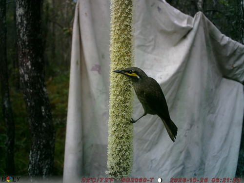 Caligavis chrysops, 2026-10-26