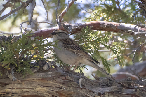 Chipping Sparrow