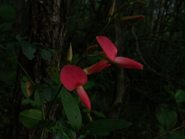 Camptosema ellipticum