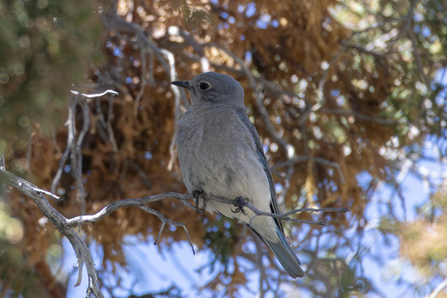 Mountain Bluebird
