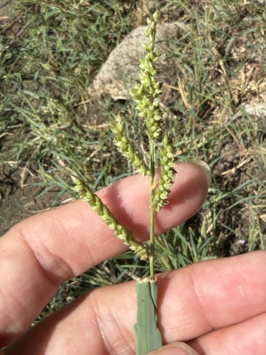 Echinochloa crus-galli observed 2026-10-25
