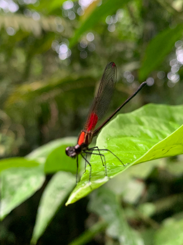 Rubyspots