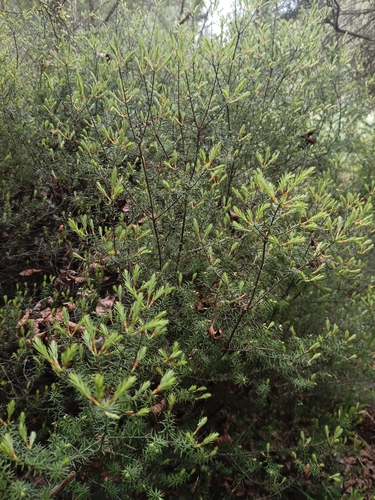 Leptecophylla juniperina observed 2026-10-26