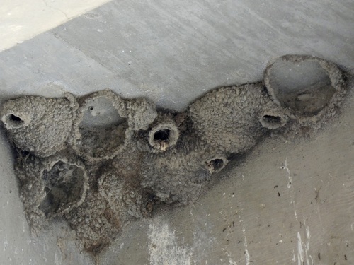 Cliff Swallow