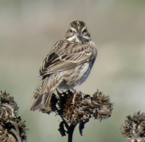 Savannah Sparrow