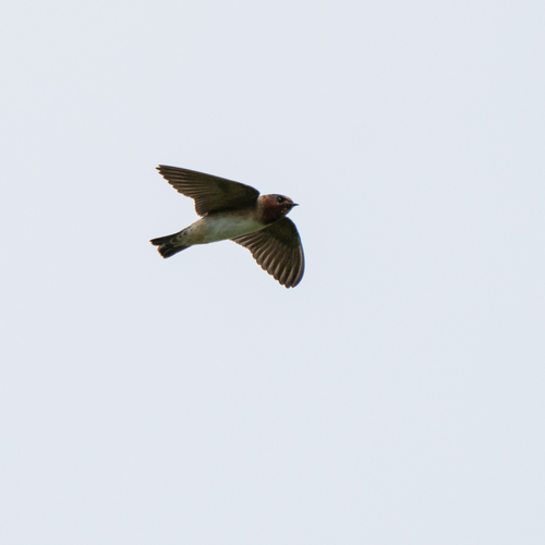 Petrochelidon pyrrhonota