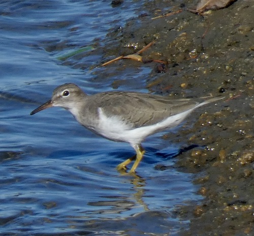 Spotted Sandpiper