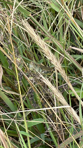 Differential Grasshopper