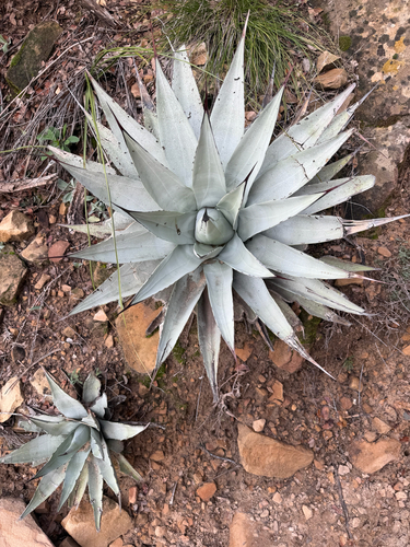 Parry's agave