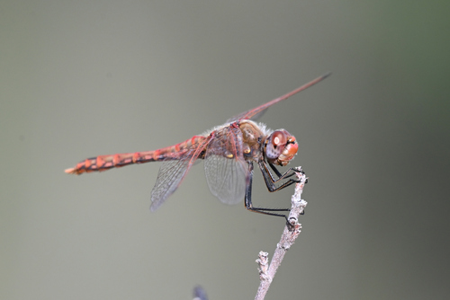 Variegated Meadowhawk