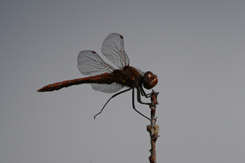 Variegated Meadowhawk