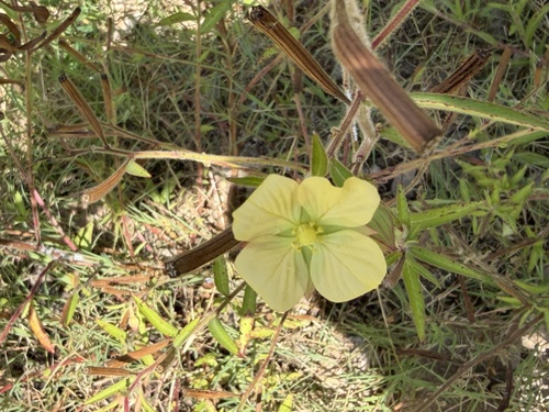 Ludwigia octovalvis observed 2026-10-25