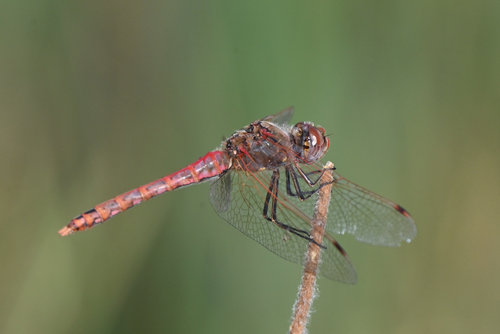 Variegated Meadowhawk