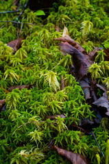 Sphagnum teres
