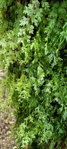 Hymenophyllum flabellatum observed 2026-10-26
