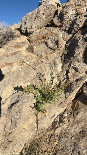 desert tobacco